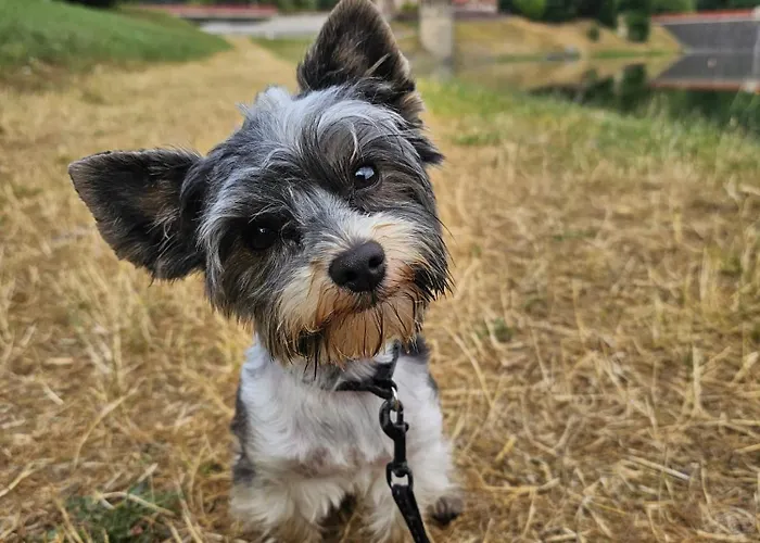 Bystricka אכסניה